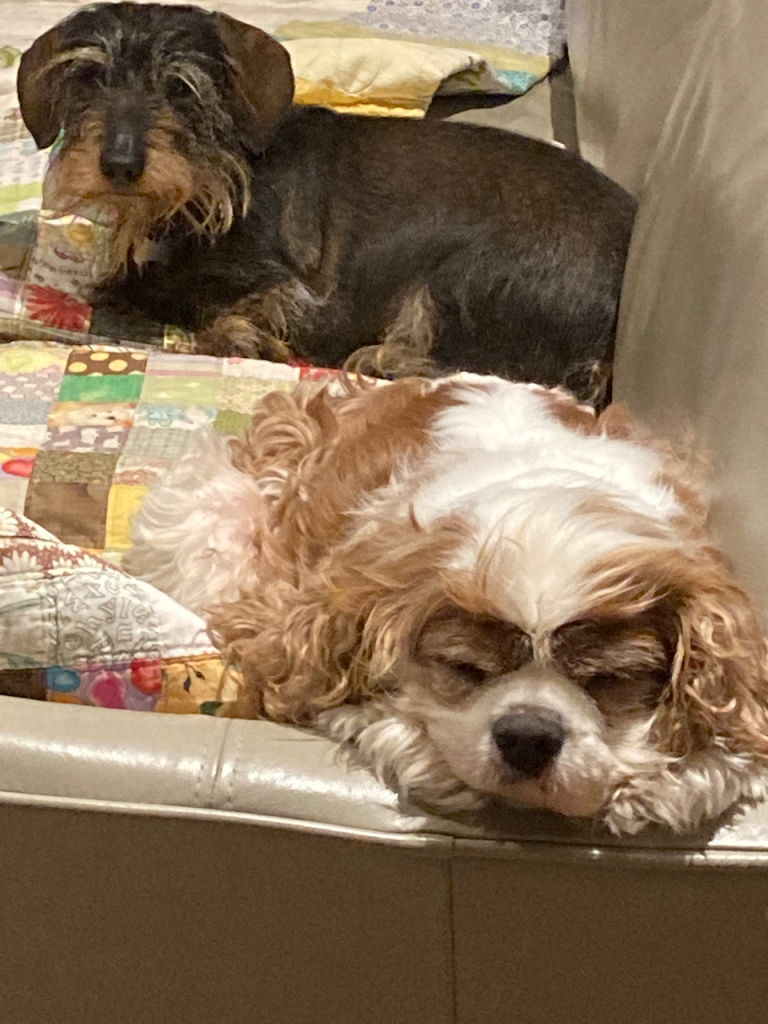 Cavalier asleep on a couch with a dachshund behind him.