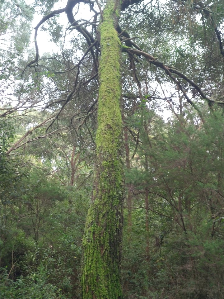 Tree trunk covered with moss.