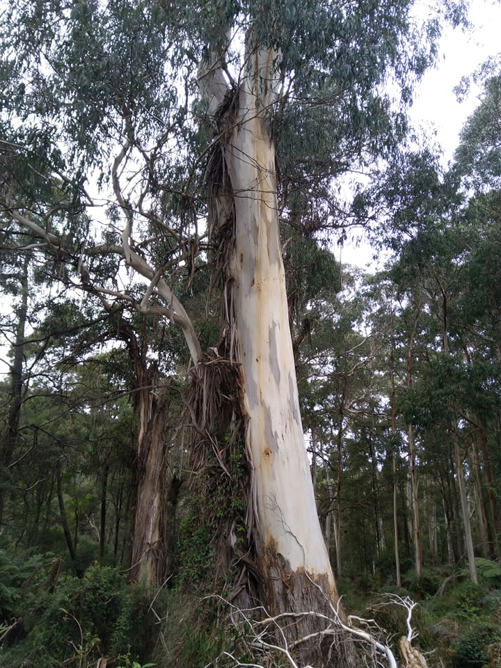 Another gum tree.