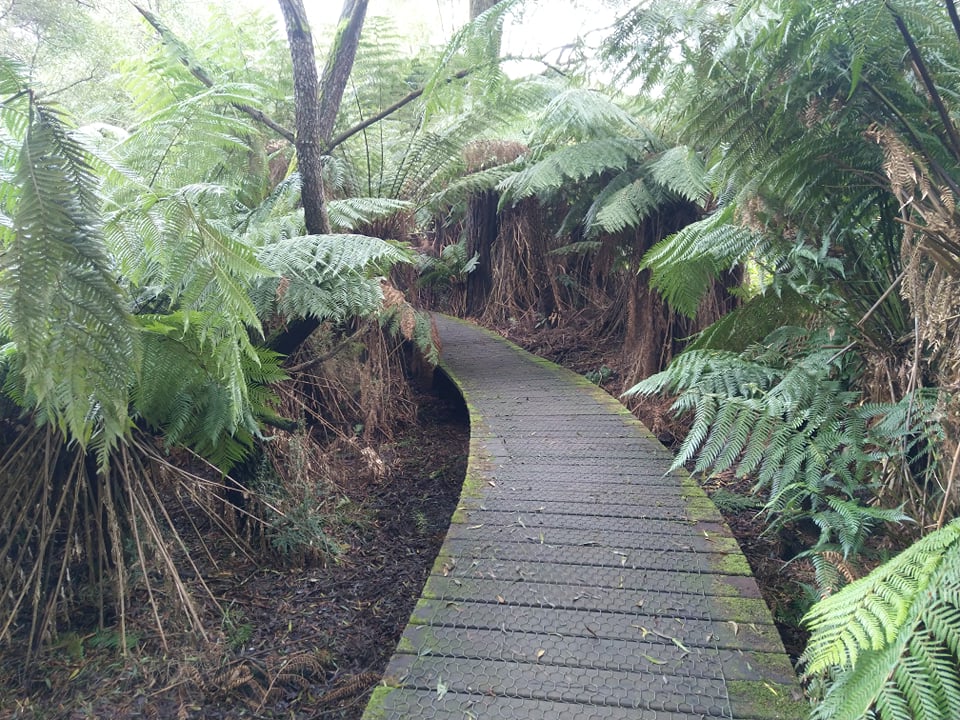 Boardwalk through tree terns.