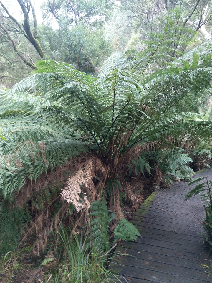 Big tree fern.