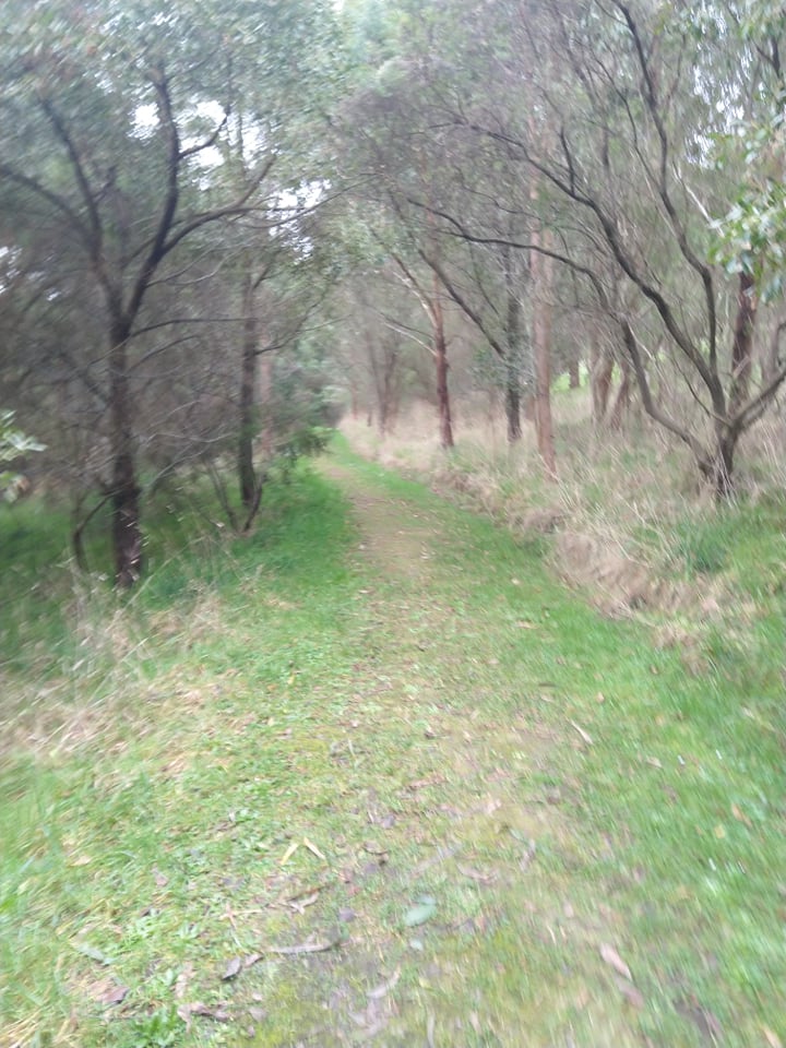 Track leading into the bush.