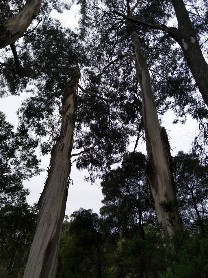 Lots of gum trees.