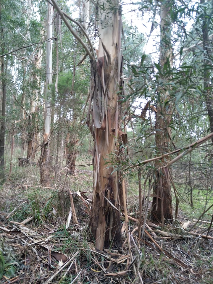 Big gum tree.