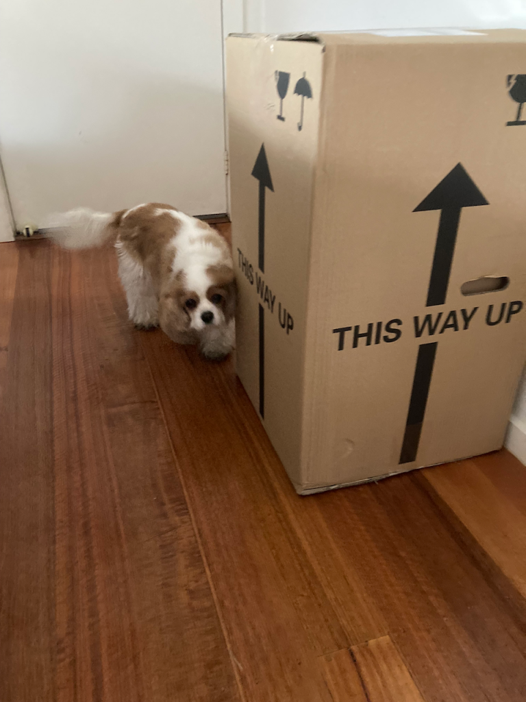 Big box with Poppy ( a cavalier) sniffing it.