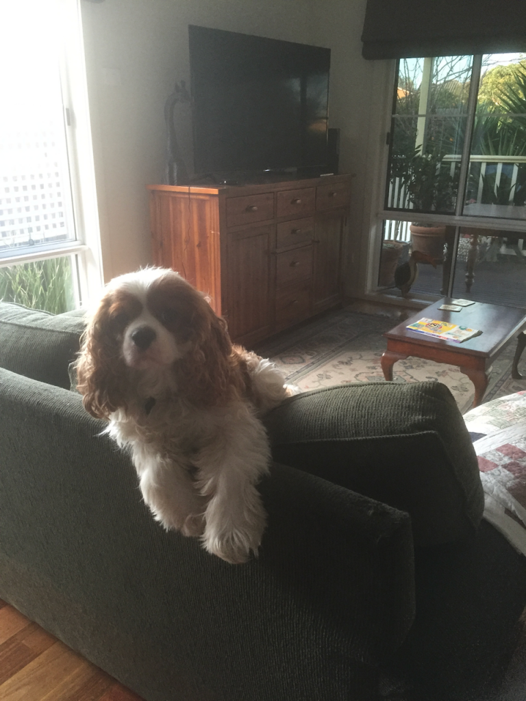 Dog on a couch.