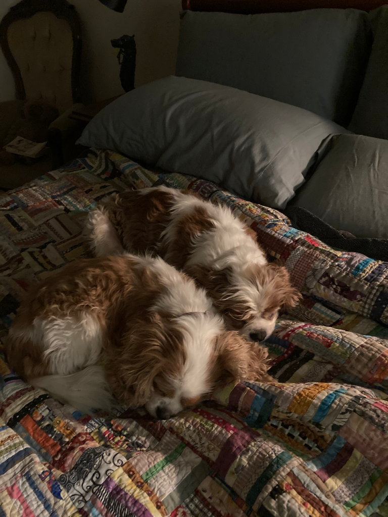 Poppy and Jeff curled up, asleep.