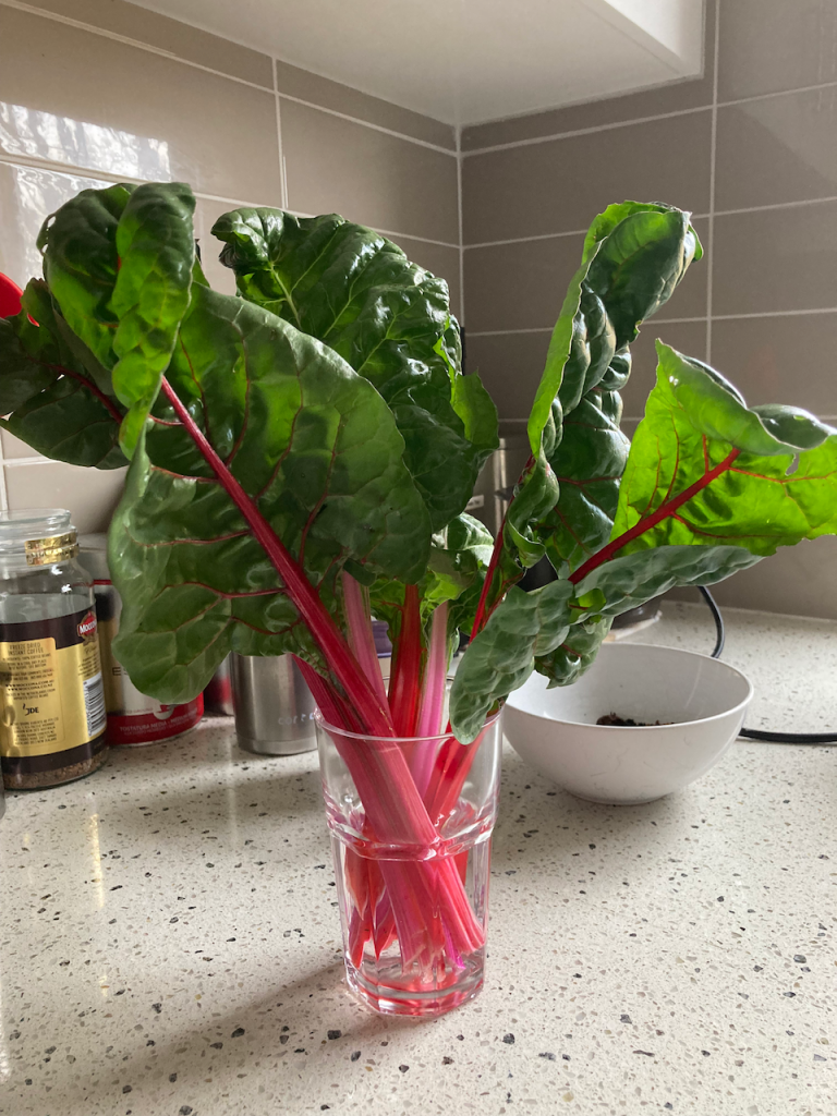 Stalks of rainbow chard in a glass.