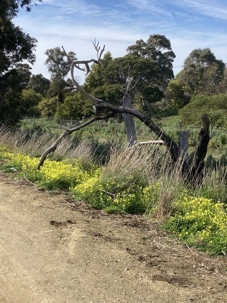 Bent tree with yellow flowers underneath.