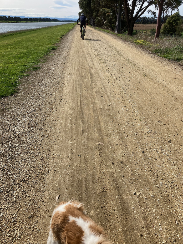 Bike, path and dog.