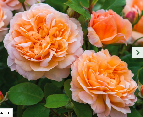 Rose - apricot coloured blooms.