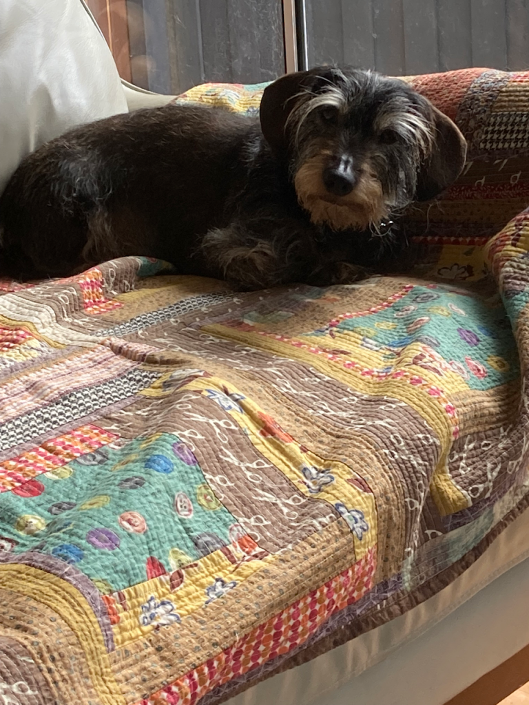 Dachshund on couch.