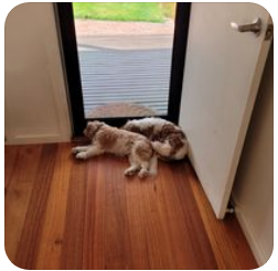 Cavaliers sleeping by the front door.