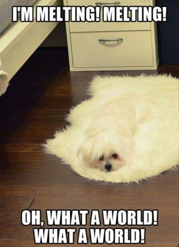 Little white dog disappearing into a fluffy rug.
He looks miserable.

