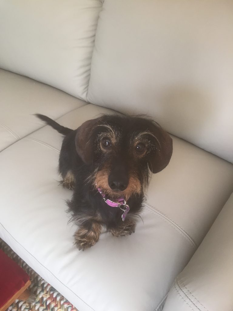 Cute as a button dachshund pup.