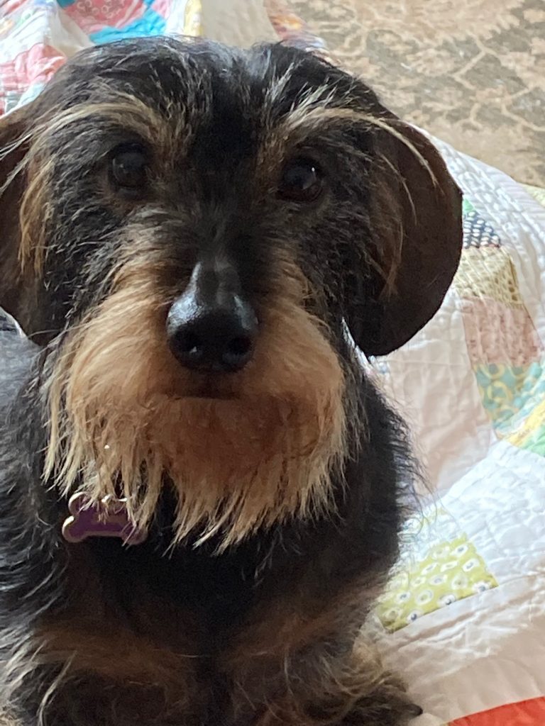 Close up of a mini wire-haired dachshund with a luxurious beard.