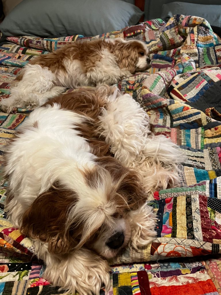 Two cavaliers are resting on a patchwork quilt. 