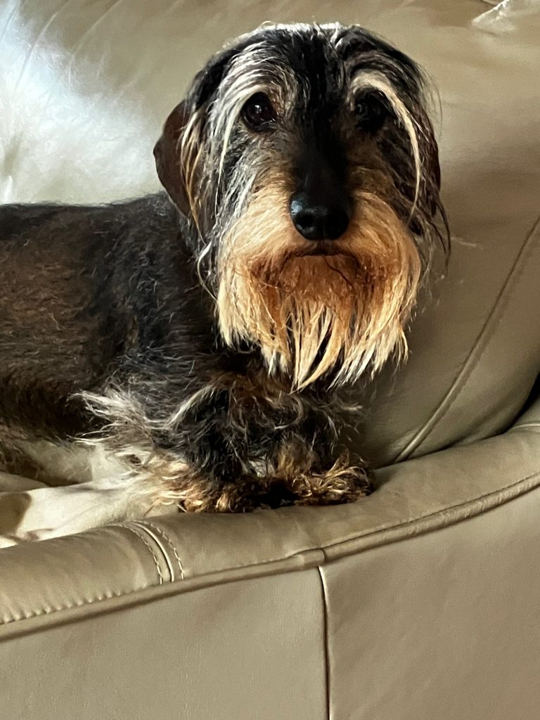 A wire-haired dachshund looking like an angel.